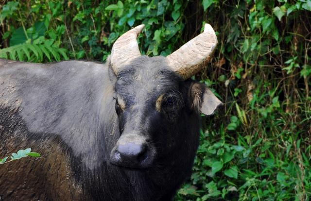 tamaraw-times-two-by-2020-wwf-denr-feu